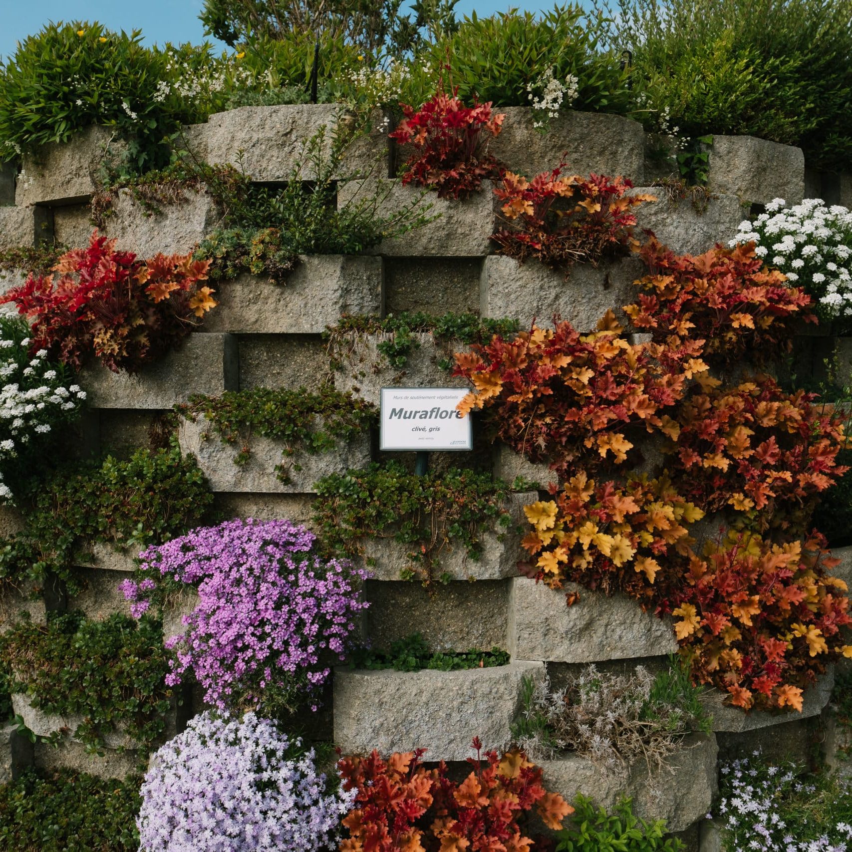 Muraflore clivé - Cornaz SA